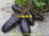 供应高产黑美人——土豆种子