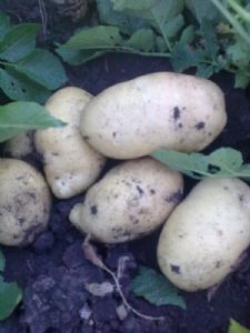 供应原1原2—马铃薯种子