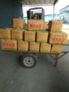 荷兰十五土豆，山东土豆，肥城土豆冷库荷兰十五大量供