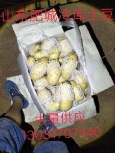 大量供应冷库存储的荷兰十五土豆